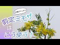 ミモザ【BGM変更】水揚げや花を咲かせるコツ✨️ポイント抑えば大丈夫