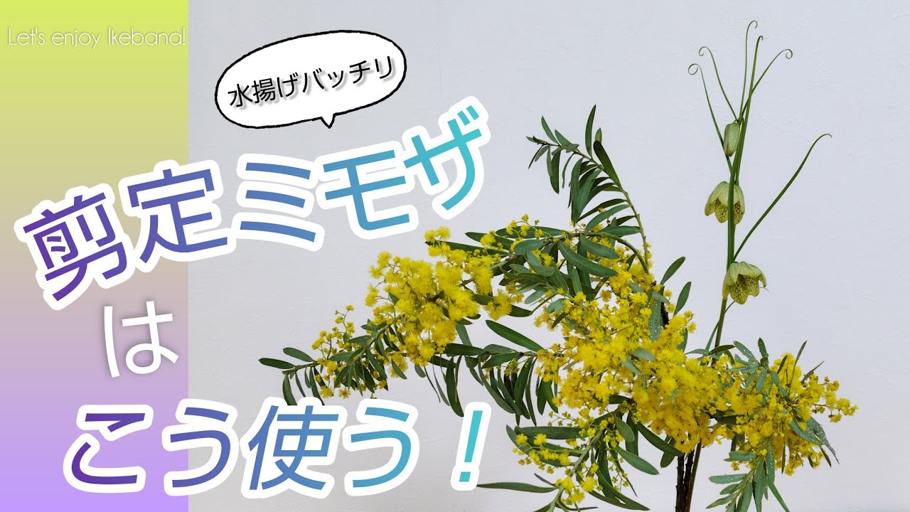 ミモザ【BGM変更】水揚げや花を咲かせるコツ✨️ポイント抑えば大丈夫