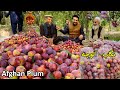 Afghan Plums | Tagab Kapisa | تګاب او الوچه