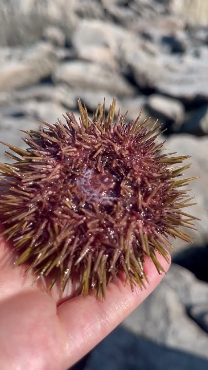 Ёж , морской Ёж #sea #food #seafood #nature #travel #fishing - YouTube