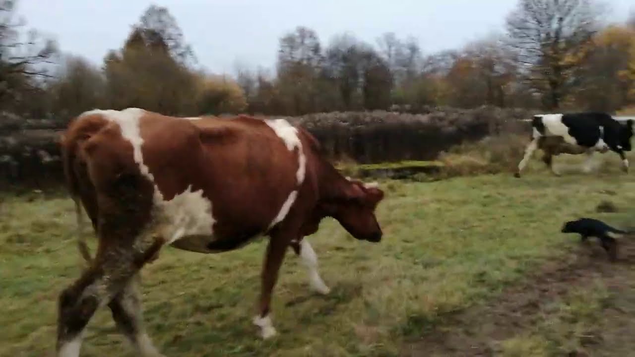 КАК ЗАПУСТИТЬ КОРОВУ? СУХОСТОЙНЫЙ ПЕРИОД ОЧЕНЬ ВАЖЕН!ВОВРЕМЯ ЗАПУСТИТЬ КОРОВУ-ЗАЛОГ ХОРОШЕГО УДОЯ!