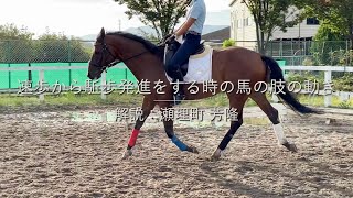 動画で解説「速歩から駈歩発進をする時の馬の肢の動き」