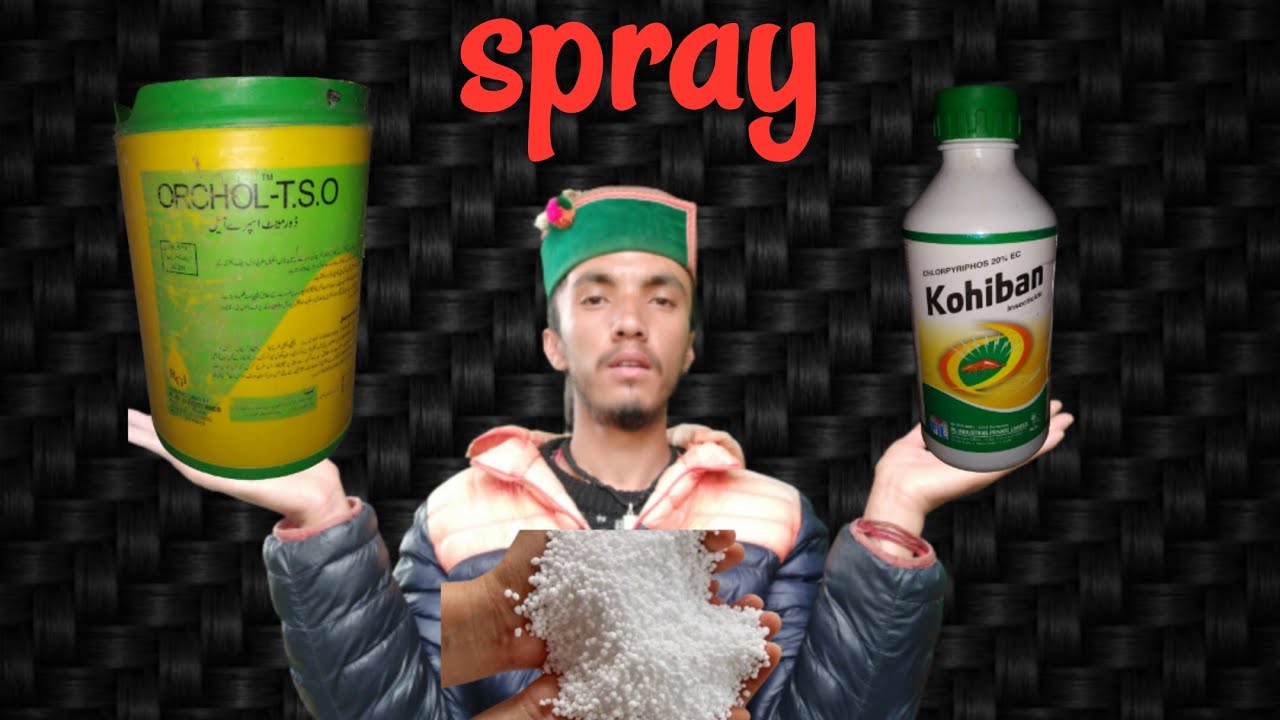 T.S.O And insecticide And Urea Spray 👍🤘(