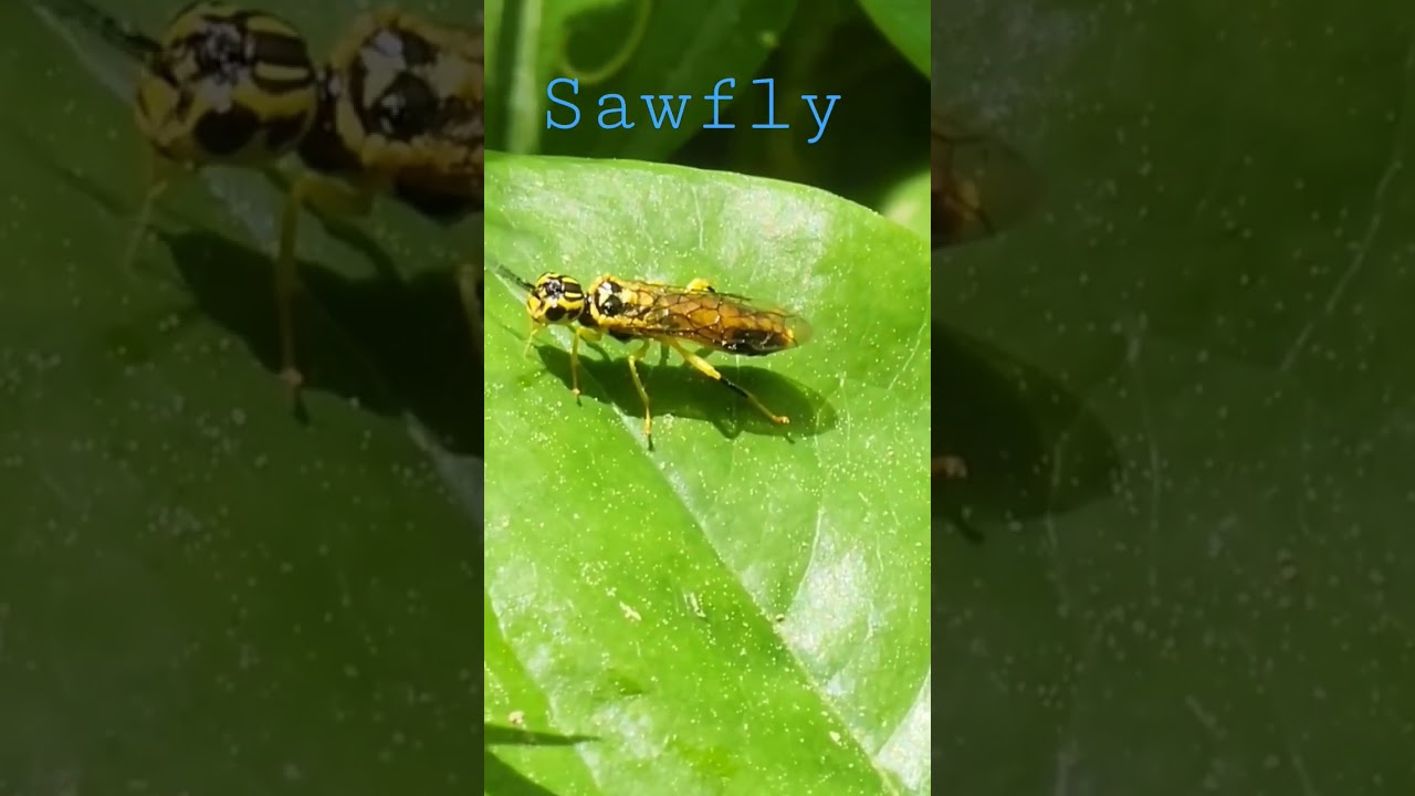 Sawfly in the Forest.    