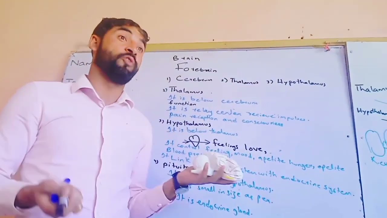 brain forerain /midbrain/hindbrain parts with function