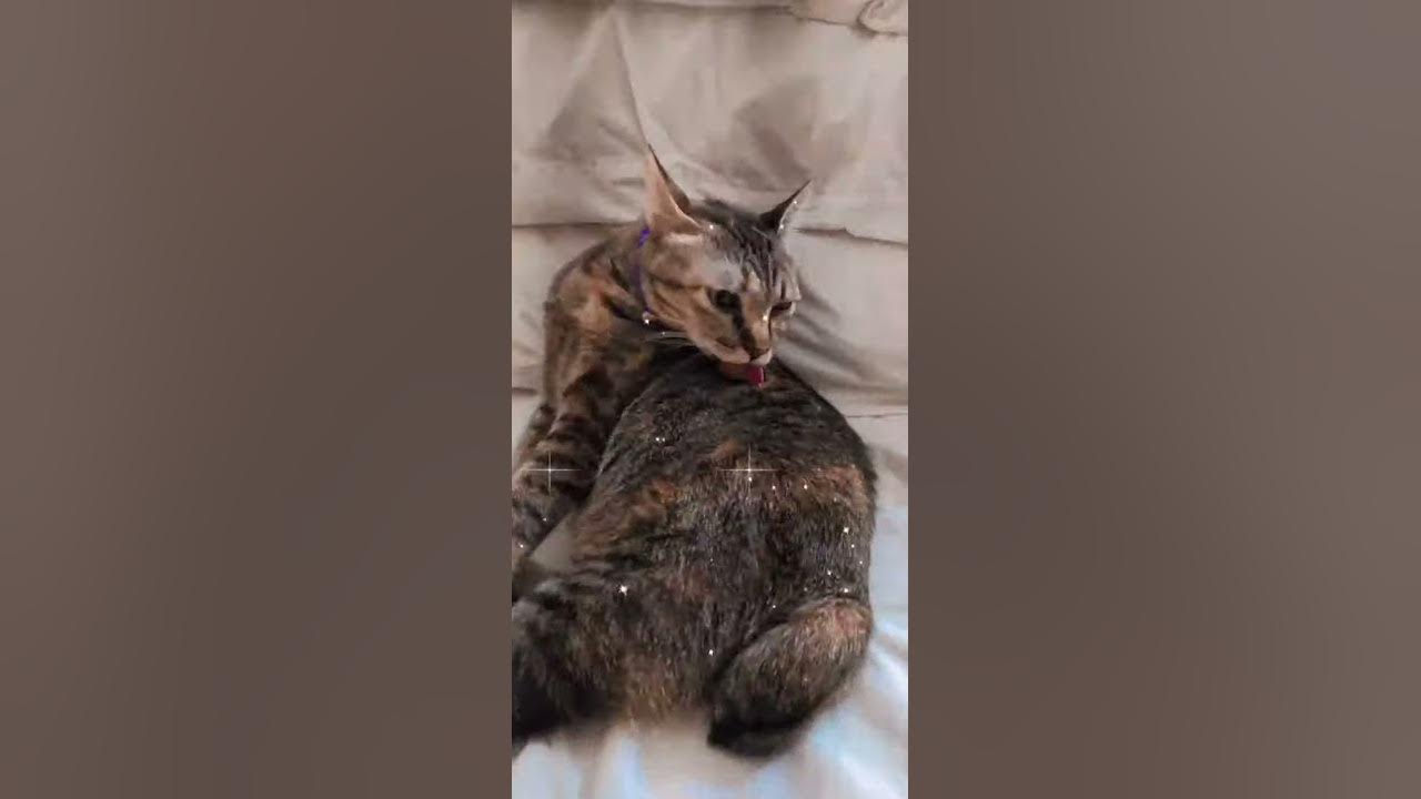My cat cleaning herself 😍😍 YouTube