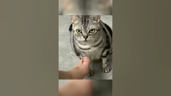 Video 11006201: funny cat compilation, hilarious cat, cute hilarious cats, adorable cats