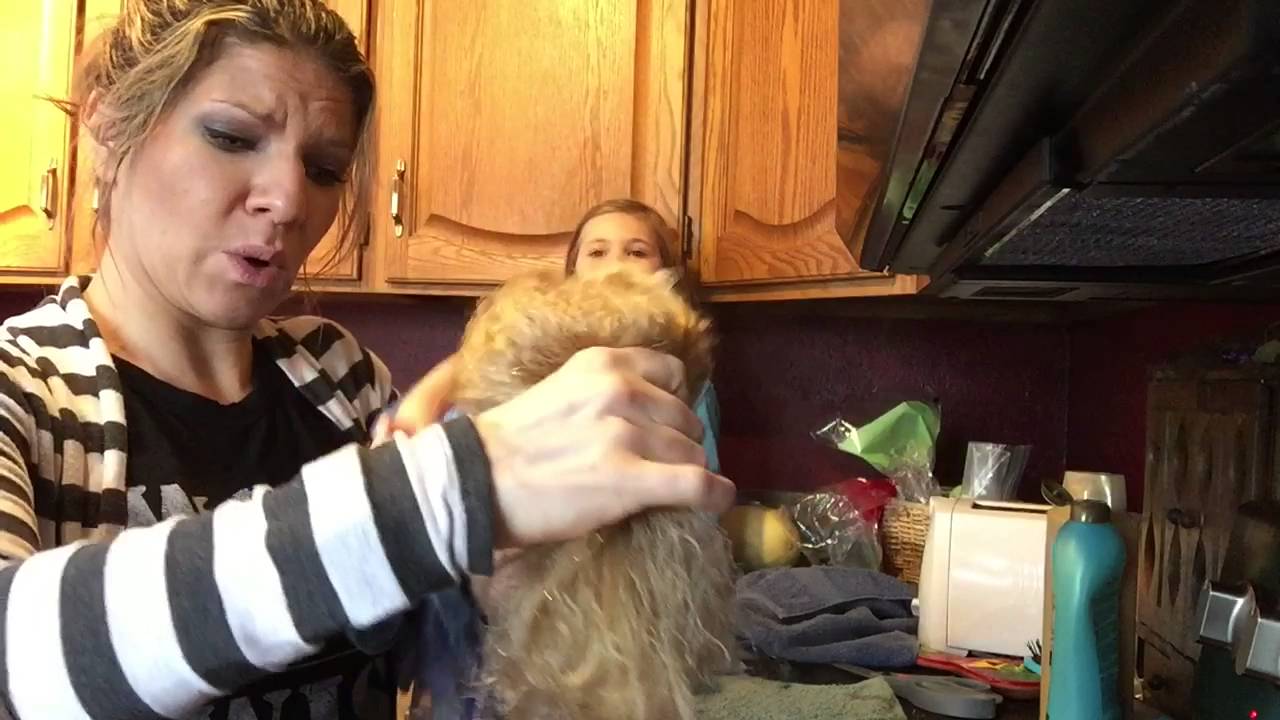 How Real Moms Defrizz and Detangle Doll Hair YouTube