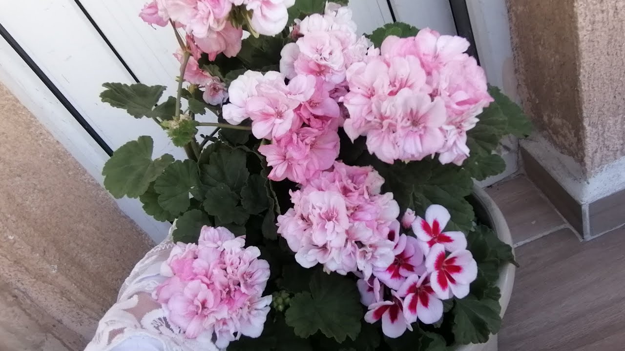 ATLAS Çiçeği bakımı sardunya bakımı çiçek coşturan kürler dış mekan çiçekleri nasıl bakılır çiçekler