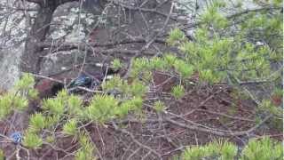 Jake Wright 2012 RC Crawler Nats Brood Course