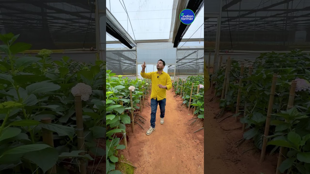 इतना महंगा विदेशी फूल🌷🤯👌Expensive hydrangea flower in india 