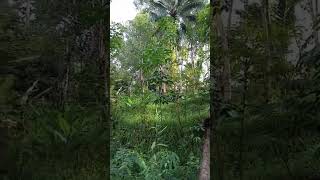 Download Lagu krikkrik suara asri di hutan #jangkauanluas #petanimuda #sorotanpublik #sorts MP3