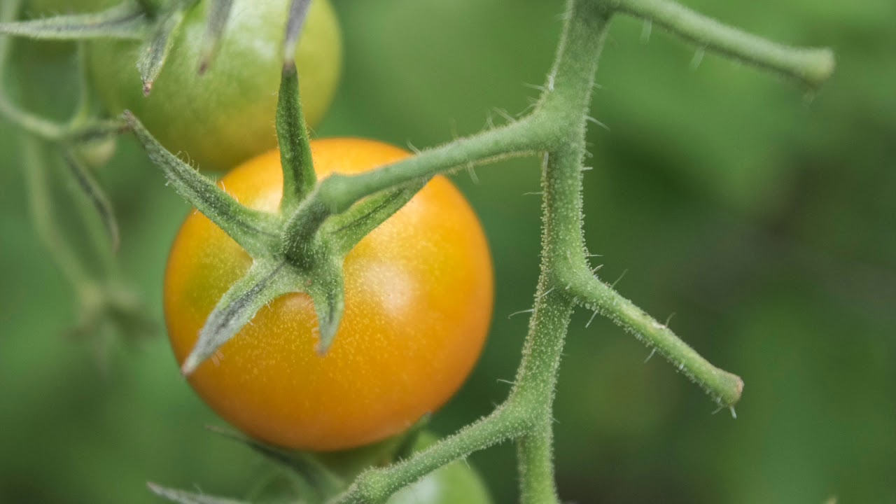 Tonton Tomato | Original (2016) di YouTube Tonton Tomato | Original (2016) di YouTube