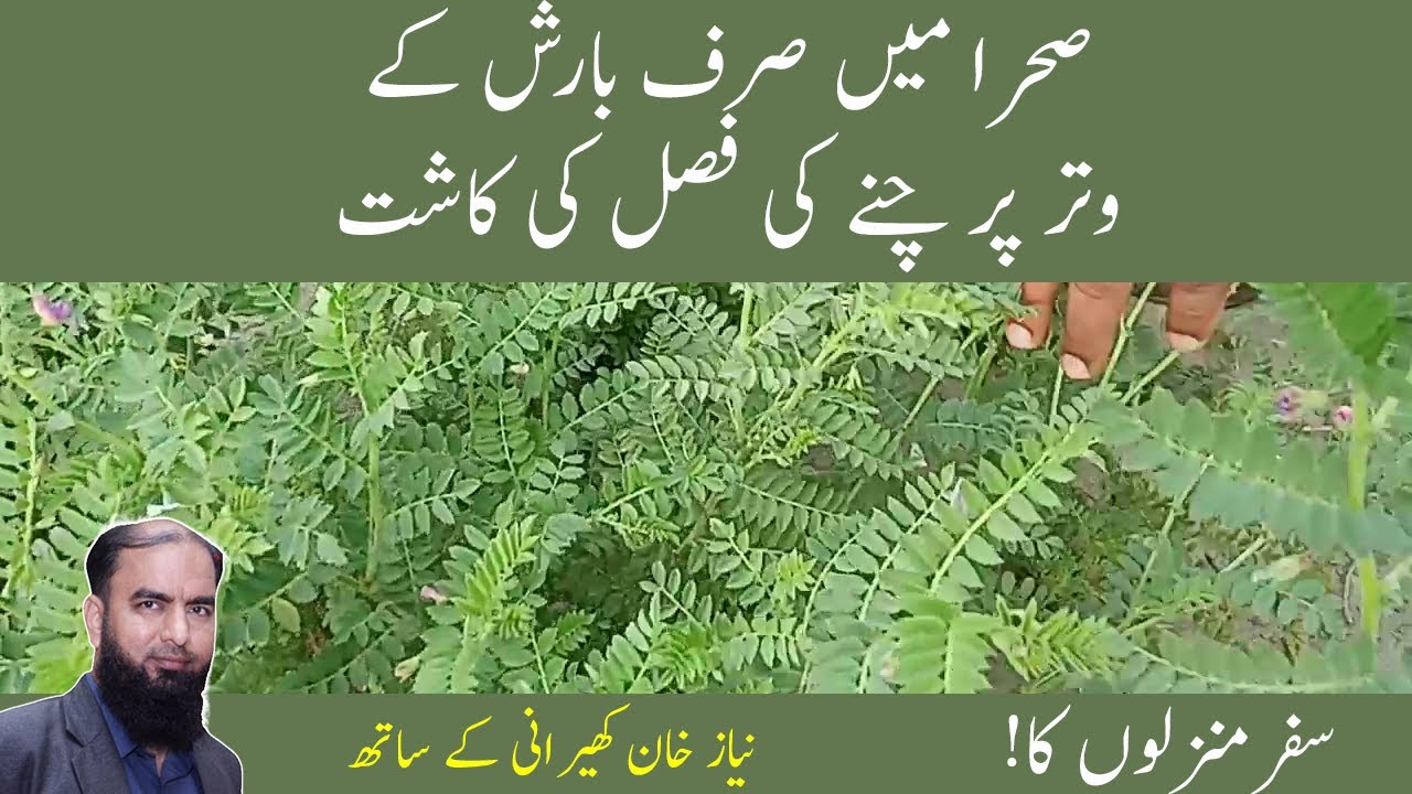 Grams cultivation of grams in desert cultivation of grams in Pakistan فصل کی کاشت