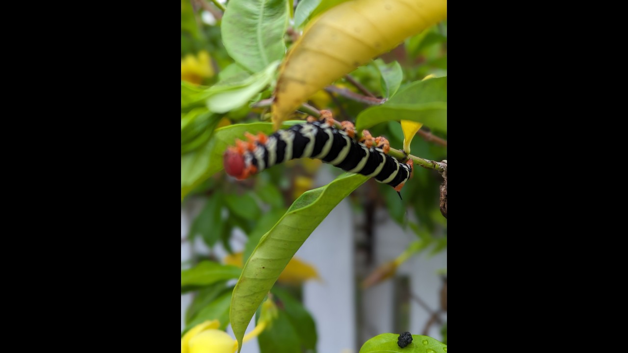 ⁣ep 30 Walking our Grenadian Neighborhood