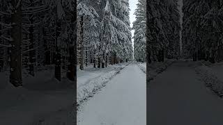 Zima v lese u Mariánských Lázní 2023