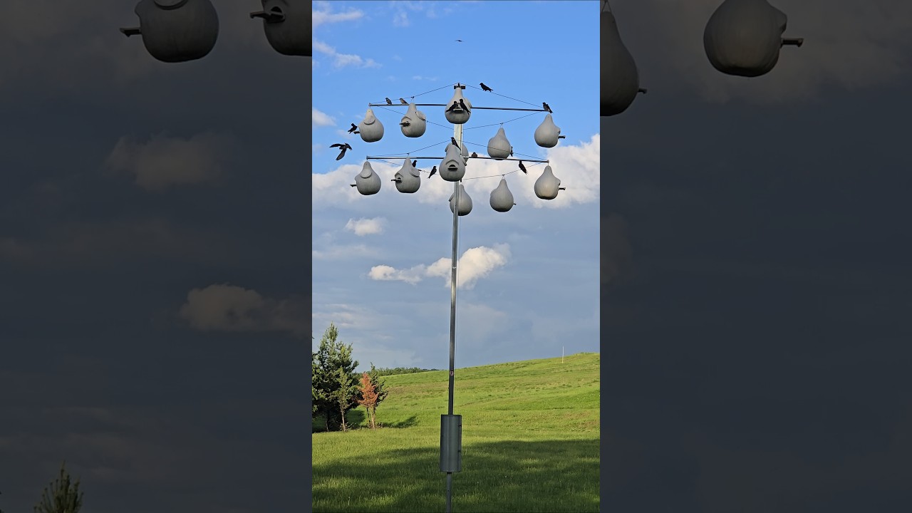 Purple Martin Bird Songs, Calls, and Sounds!