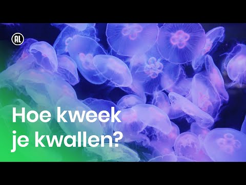 Hoe kweek je kwallen?