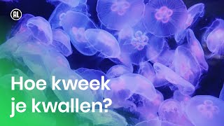 Hoe kweek je kwallen?