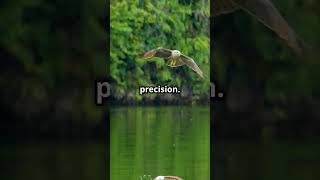 Soar Like An Eagle Embrace Your Power