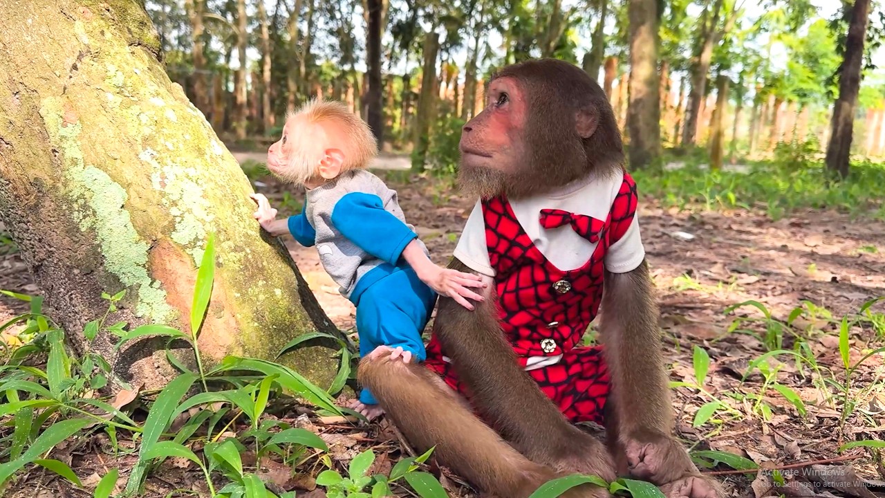 You’ll Smile! CUTIS Gives In to Baby Monkey’s Adorable Excitement