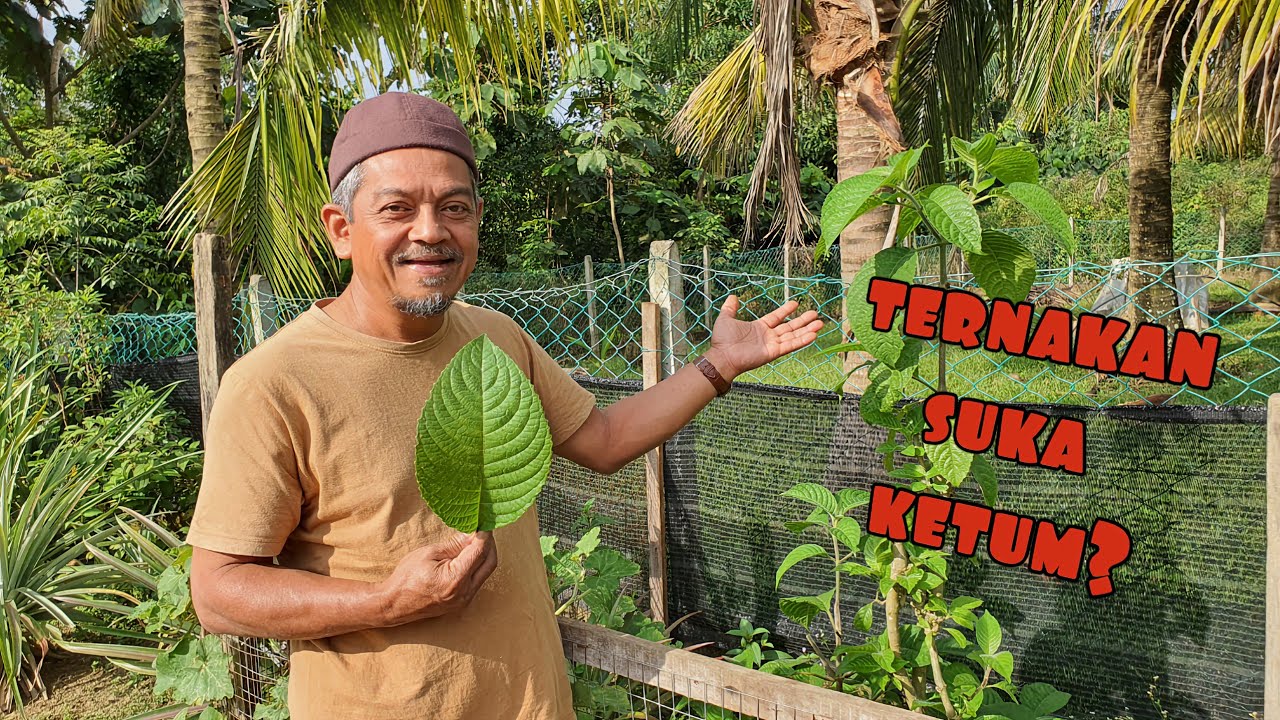 ✅️ KETUM MADRE || SUMBER PROTEIN TINGGI UNTUK TERNAKAN || MUDAH TUMBUH DAN MURAH