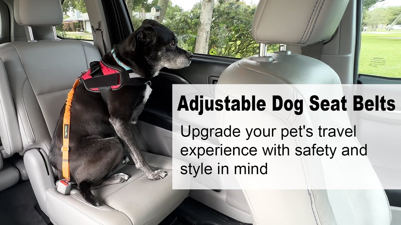 2 Cinture Di Sicurezza Per Cani In Auto - Guinzaglio Regolabile In Nylon, Doppio Uso, Per Taglie Piccole E Grandi
