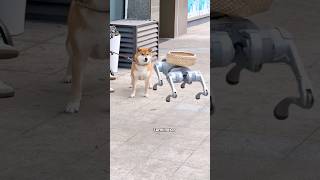 When a Shiba lnu meets a robot dog P1 #foryou #funny #animals #shibalnu #cute #shorts