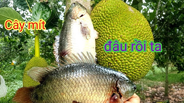 Câu nhấp cá rô đồng cá to bằng cây mít @chuachactv