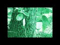 INSTRUO SCION & EAST BEAST - SINGING OF THE HORNBEAM TREE (Music of the plants & trees)