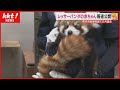 「ふわふわで可愛い!」レッサーパンダの赤ちゃん・杏香(あこ)が報道公開
