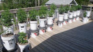 Growing Cannabis Outdoors in Northern Ontario 2023