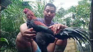 AYAM BANGKOK KIRIMAN DARI PALEMBANG