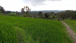 perkampungan alam ,desa cijulang puncak Bogor..@jay507sendie2