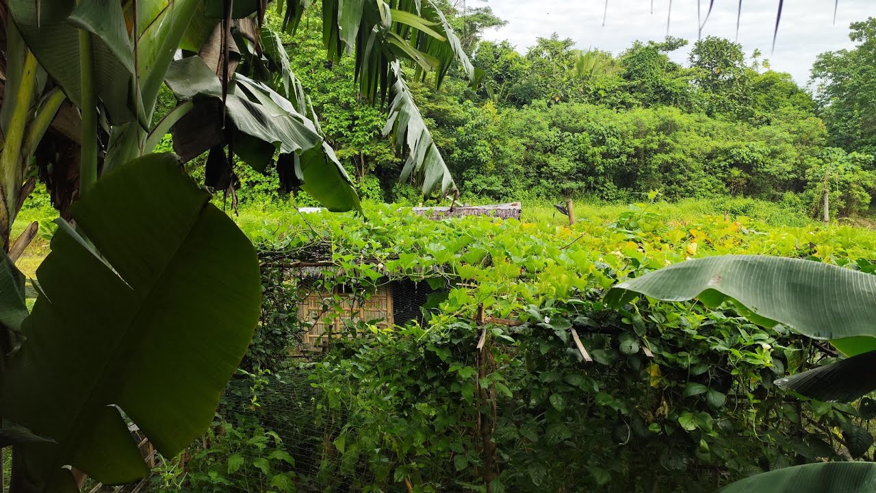 The germination of Rice [ Soak, incubate, sowing ] a beautiful countryside life
