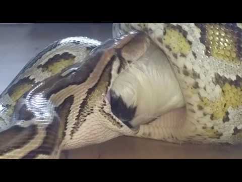 Burmese python eating rat