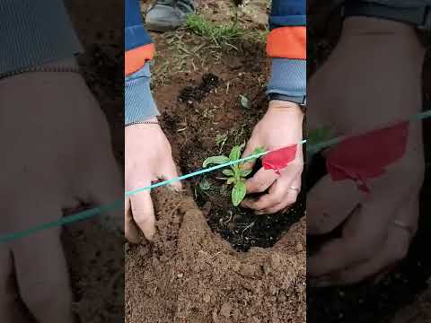 Video: Genziana: semina e cura. Come coltivare la genziana in giardino