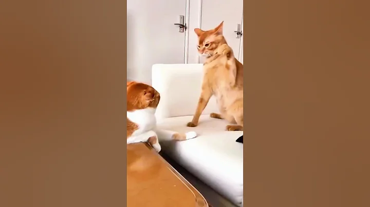 Video 11071831: funnycats kitten kucing, cat funnycats kucing, cat kucing kitten cute, funny cat