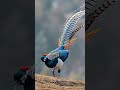 Rare Himalayan Bird in Stunning Detail 🐦 Colorful Wildlife Beauty in Nature #birds #wildbirds