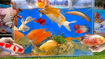 Tổng hợp các loại cá cảnh đẹp, động vật dễ thương, cá chép koi, cá khủng long, cá săn mồi