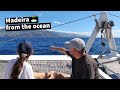 Dolphin watching & swimming with fishes at "Cabo Girão" - Madeira Island Portugal, Aug 2020 | Ep. 22