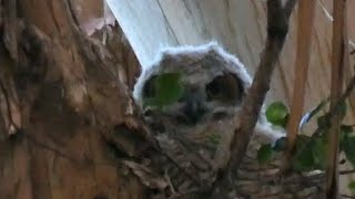 All Owlets Have Left the Nest