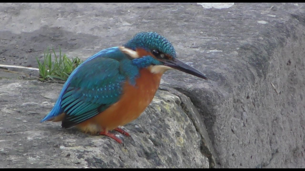 CCT Stroudwater Canal.  Kingfisher at The Ocean, Stonehouse, Gloucestershire.