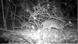 Ocelot and kitten, Darien, Panama