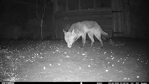 The Fox eats peanuts