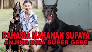 RAHASIA MAKANAN ANJING BISA GEDE KAYAK KUDA