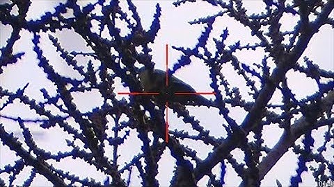 yos tuas nquab noj txiv vaj kaunm sab phu fab 2020