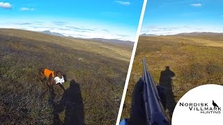 Irsksetter med nydelig stand og apportering på rypejakt // Irishsetter on grousehunt! [HD]