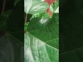 🌺 জবা ফুল।
