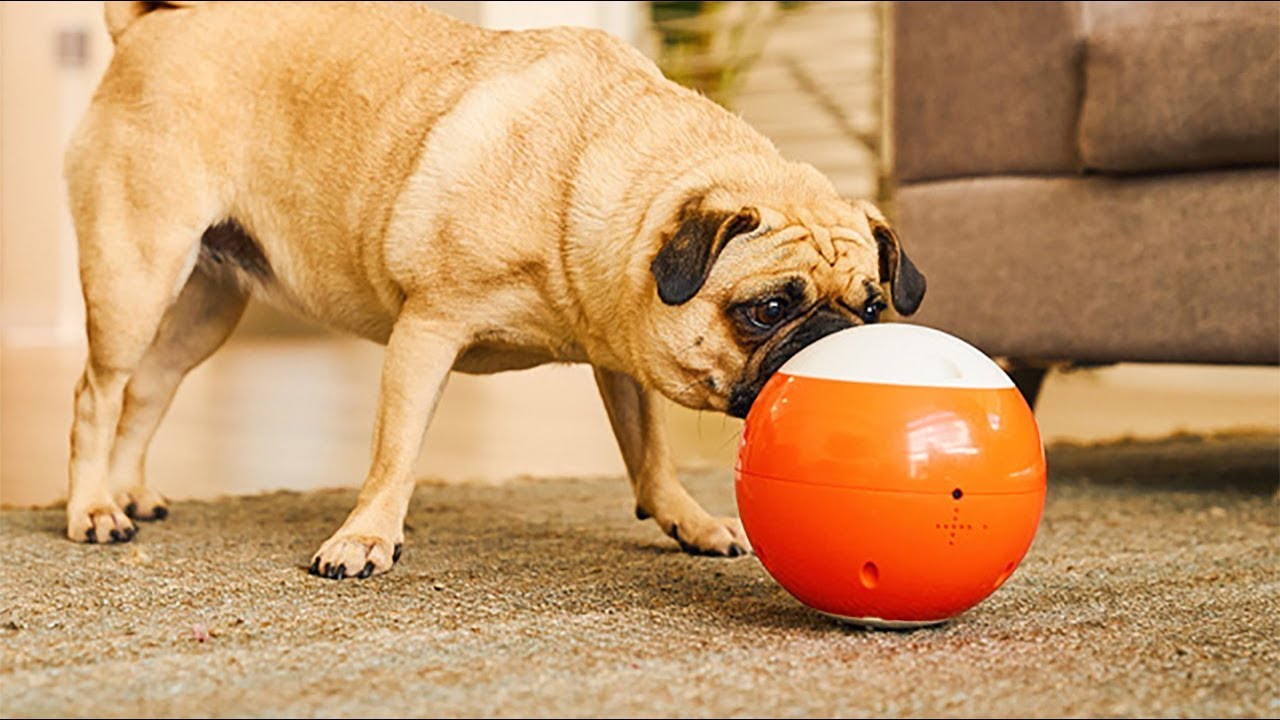 外出自粛で悩む ペットの散歩ができない飼い主必見 ストレス解消のために家でできる遊び オススメおもちゃ8選 東京イベントプラス 親子で楽しいお得な週末お出かけ情報